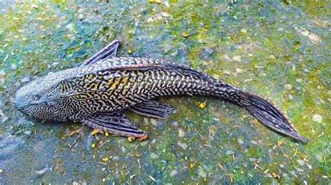 The PTERYGOPLICHTHYS (Janitor Fish) .